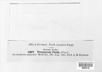 Uromyces viciae-fabae image